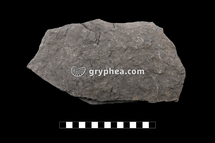 Schiste carton - échantillon - gryphea.org